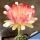 Lobivia cv. HOT LIPS