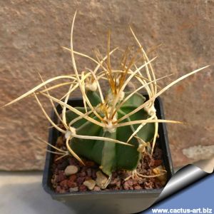 Astrophytum capricorne v. crassispinum "Yellow Spines"