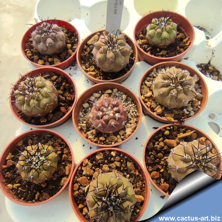 新品　COPIAPOA CINEREA  FlowerSeason Copiapoa cinerea #83.694 - Mesa Garden