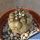 Copiapoa cinerea