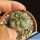 Copiapoa cinerea