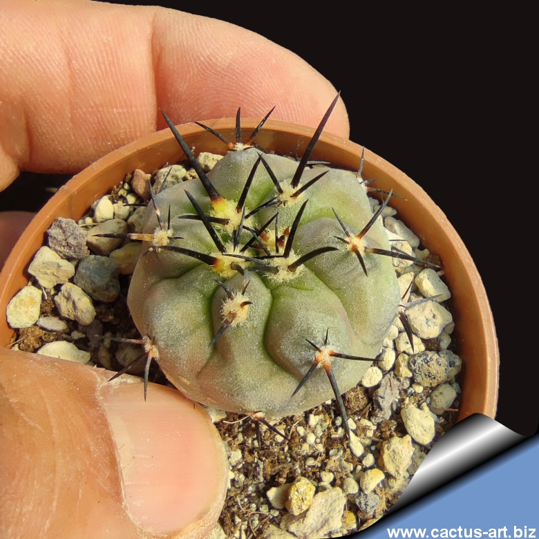 新品　COPIAPOA CINEREA  FlowerSeason Copiapoa cinerea var. columna-alba × “GOUJIN”POT〝C〟 – BOTANIZE