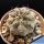 Copiapoa cinerea