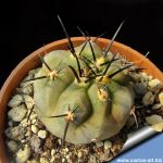 Copiapoa cinerea