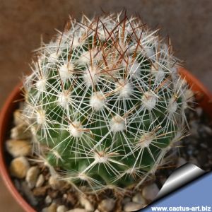 Escobaria vivipara v. borealis Manzano Mts, New Mexico, USA