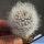 Eriosyce gerocephala (white spines form)