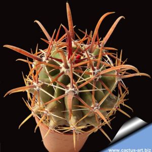Ferocactus horridus