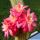 Hildewintera colademononis x Akersia roseiflora (hybrid)