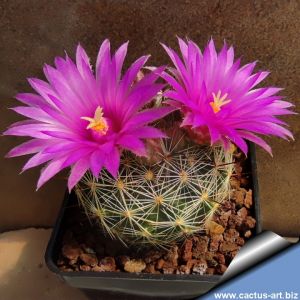 Mammillaria meridiorosei SB727 Santa Cruz County, Arizona, USA (M. wrightii v. wilcoxii 'mediorosei')