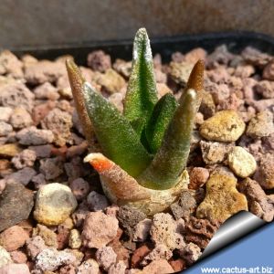 Ariocarpus scapharostrus PP568 Rayones, Nuevo Leon, Mexico