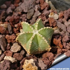 Aztekium hintonii
