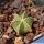 Aztekium hintonii 1,1-1,3 cm