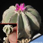 Aztekium hintonii 1,1-1,3 cm
