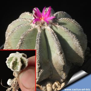 Aztekium hintonii 1,2-1,5 cm