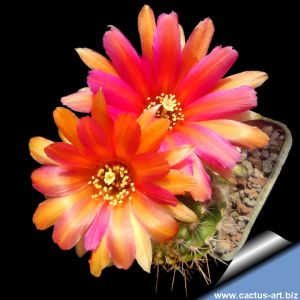 Chamaecereus hybrid cv. INCA SUNSET