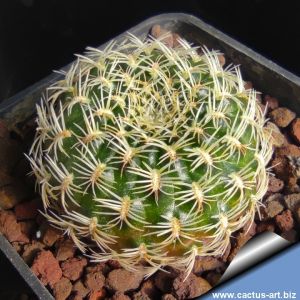 Sulcorebutia albida v. robustior (robustispina) KK1808 Rio Grande, Bolivia, 2500m