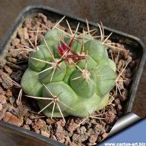 Thelocactus hexaedrophorus JV368