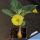 Uncarina roeoesliana (Madagascar)