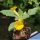 Uncarina roeoesliana (Madagascar)