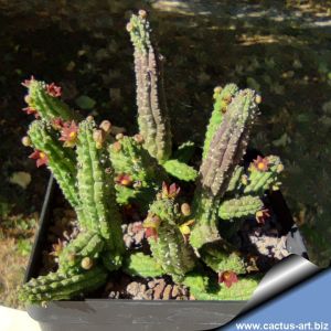 Echidnopsis cereiformis (Brown-red flowers)