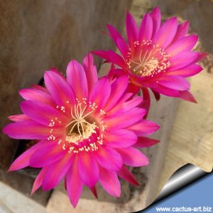 Echinopsis hybrid cv. DRAGON FIRE (MEX 417-6)