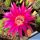 Echinopsis hybrid cv. DRAGON FIRE (MEX 417-6)