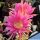 Echinopsis hybrid cv. DRAGON FIRE (MEX 417-6)