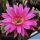 Echinopsis hybrid cv. DRAGON FIRE (MEX 417-6)