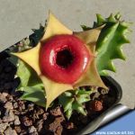 Huernia insigniflora