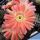 Lobivia cv. PINK SWIRL