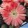 Lobivia cv. PINK SWIRL