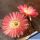 Lobivia cv. PINK SWIRL