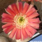 Lobivia cv. PINK SWIRL