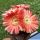 Lobivia cv. PINK SWIRL