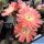 Lobivia cv. PINK SWIRL