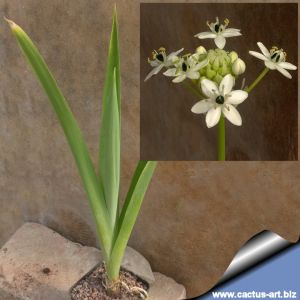 Ornithogalum saundersiae (South Africa)