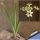 Ornithogalum saundersiae (South Africa)