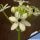 Ornithogalum saundersiae (South Africa)