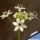 Ornithogalum saundersiae (South Africa)