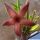 Stapelia gettliffei