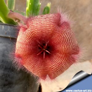 Stapelia gettliffei