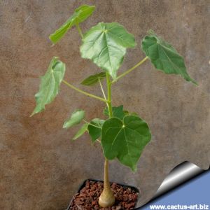 Sterculia africana
