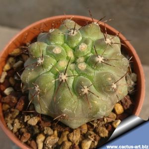 Copiapoa malletiana