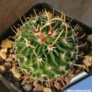 Echinofossulocactus phyllacanthus v. violaciflorus SB107 Salinas, San Luis Potos, Mexico