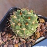 Neowerdermannia vorwerkii Oruro, Bolivia