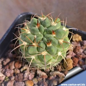 Neowerdermannia vorwerkii Oruro, Bolivia