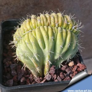 Polaskia chichipe forma cristata