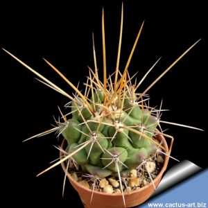 Thelocactus freudenbergeri PC630, Grutas de Garcia, Nuevo Leon
