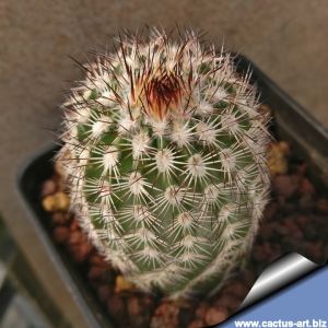 Echinocereus armatus PP22 Huasteca Canyon, Nuevo Leon, Mexico