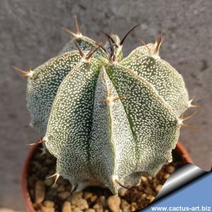 Astrophytum hybrid OR-MY (A. ornatum X A. myriostigma) 8 ribs